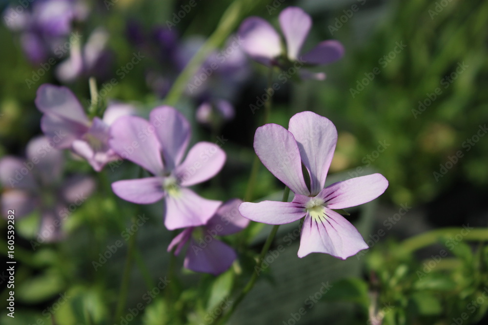 spring violet flower