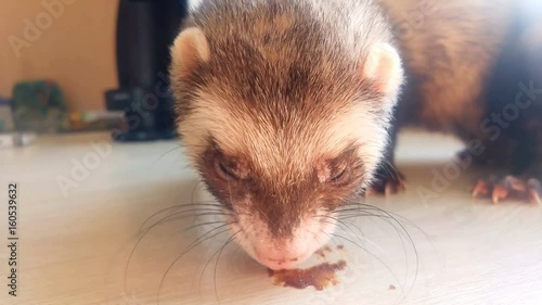 ferret eating food