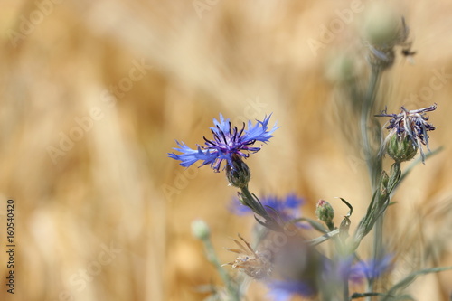 Kornblumen im Kornfeld