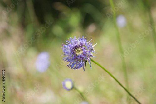 Sheep's bit scabious (Jasione montana)