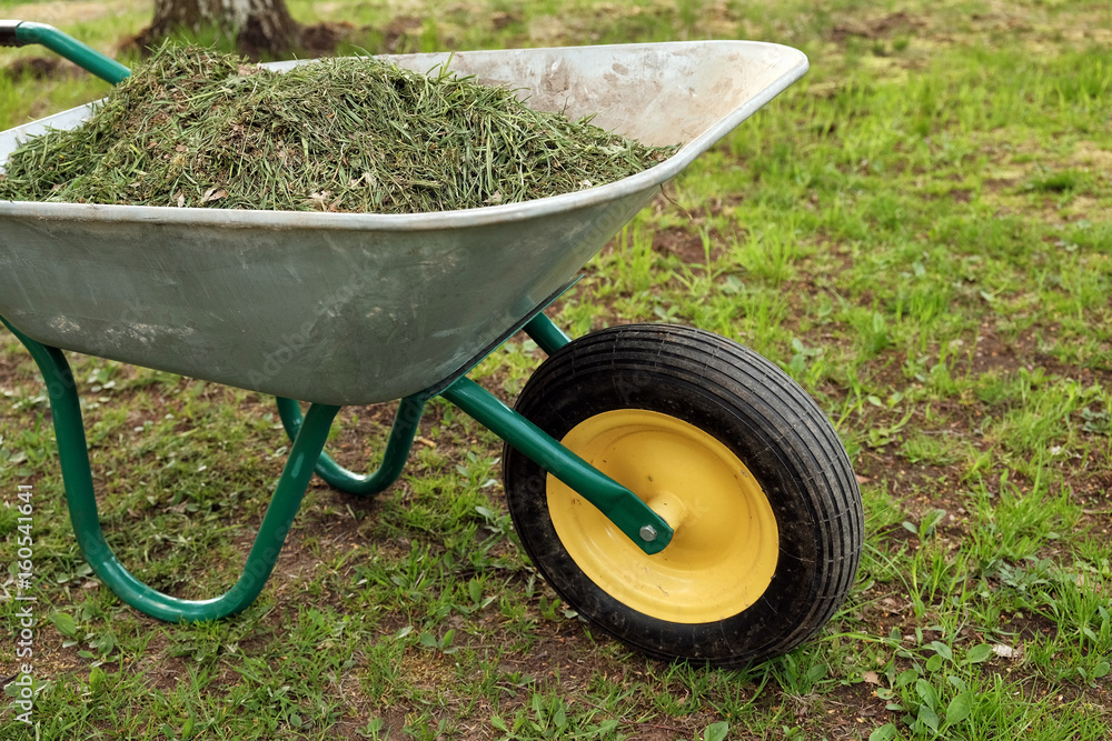 Fototapeta premium garden wheelbarrow with grass
