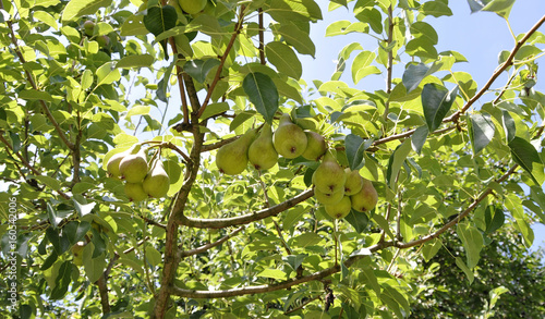 Ripe pears on a branch of a pear tree
