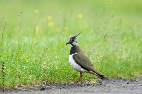  lapwing on the grass