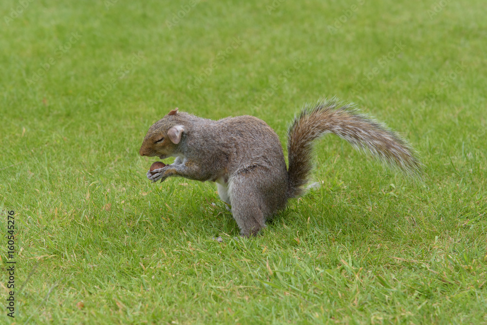 Grey Squirrel eating nut with closed eyes Grey Squirrel eating nut with closed eyes
