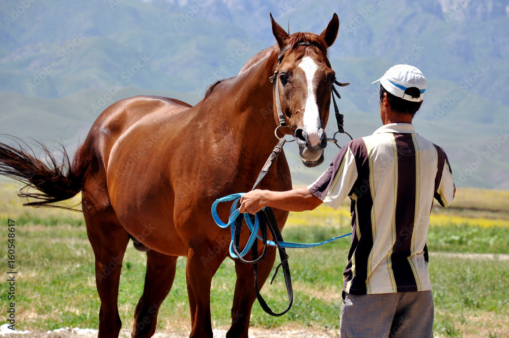 Obraz premium brown horse