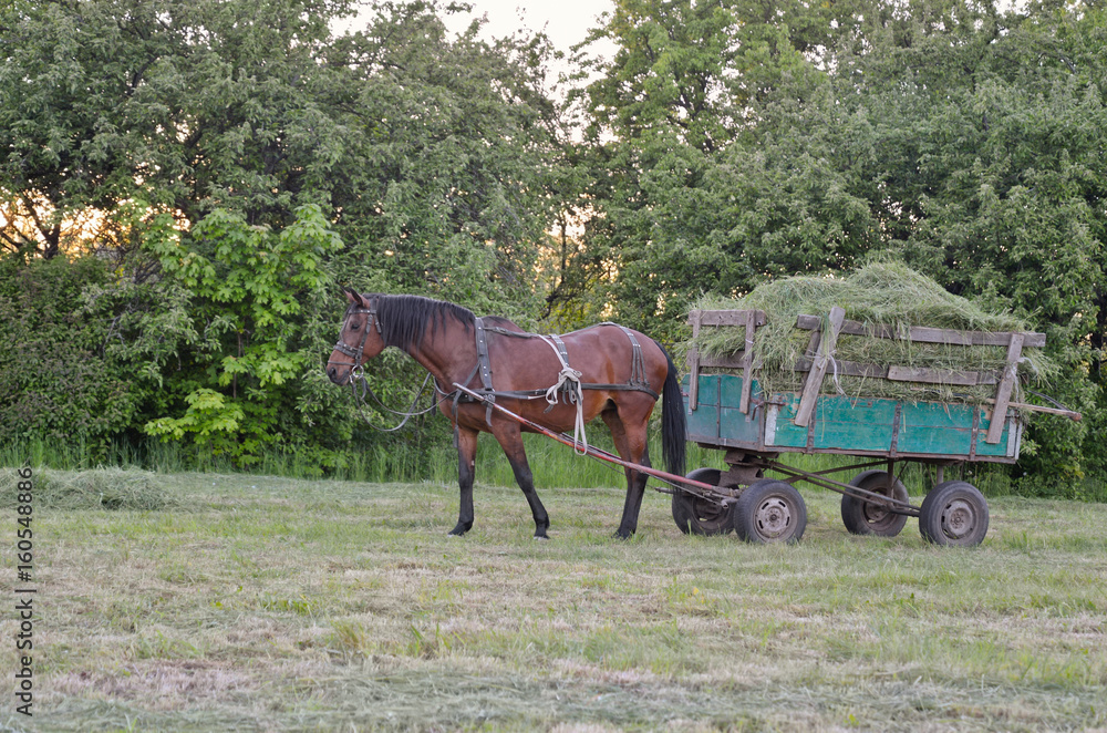 Male horse is in harness to pull a hay wagon. Male horse is in harness to pull a hay wagon.