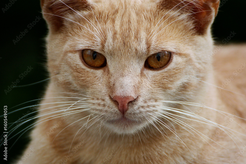 Muzzle red cat.