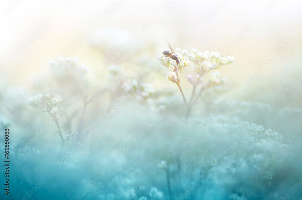 A gentle natural background in pastel colors with a soft focus of blue and beige shades. A flowering plant in the spring with blurry soft outlines. Ant on branch of the plant is macro. - obrazy, fototapety, plakaty 