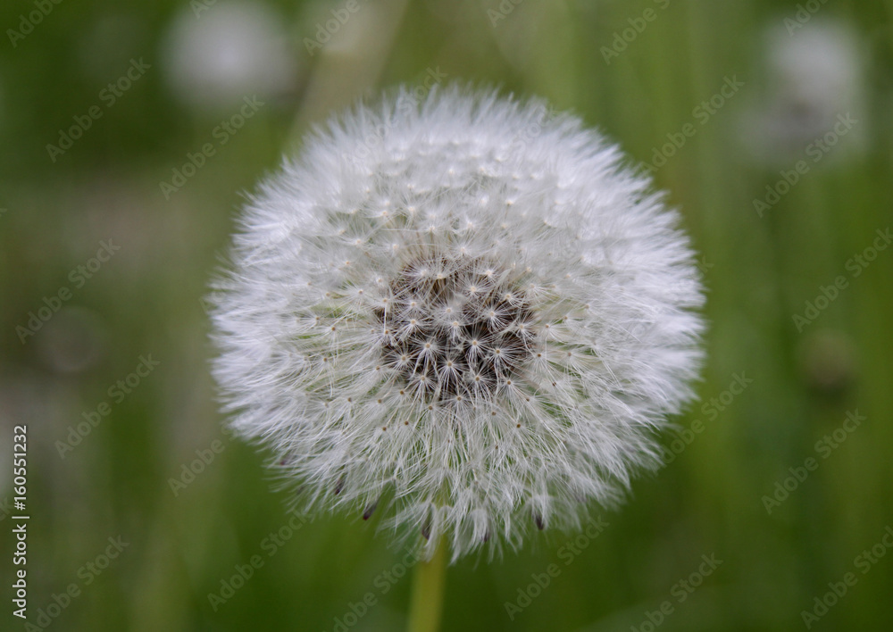 Fototapeta premium Dandelion