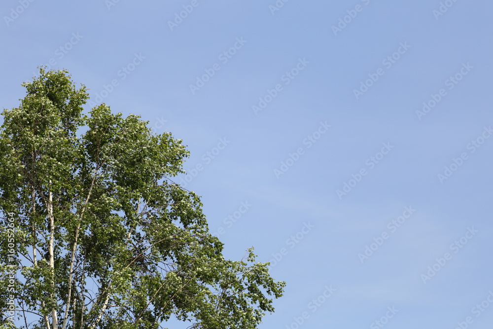 Birch tree on windy day in summer. Birch tree on windy day in summer.