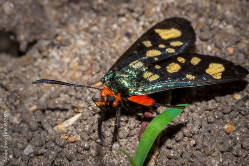 Heady Maiden moth (Amata cerbera), Kruger National Park, South Africa photo