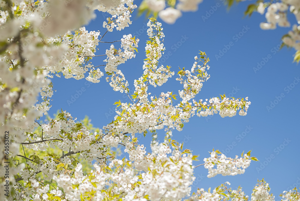 Blühende Japanische Blütenkirsche mit weissen und rosafarbenen Blüten in der Morgensonne Blühende Japanische Blütenkirsche mit weissen und rosafarbenen Blüten in der Morgensonne
