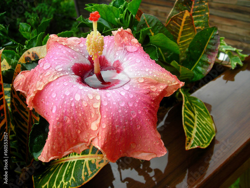 water on flower