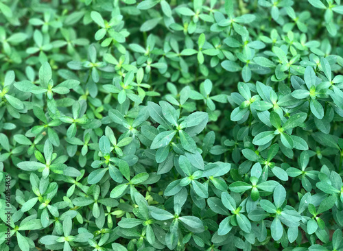 Wallpaper Mural Green plant background Torontodigital.ca