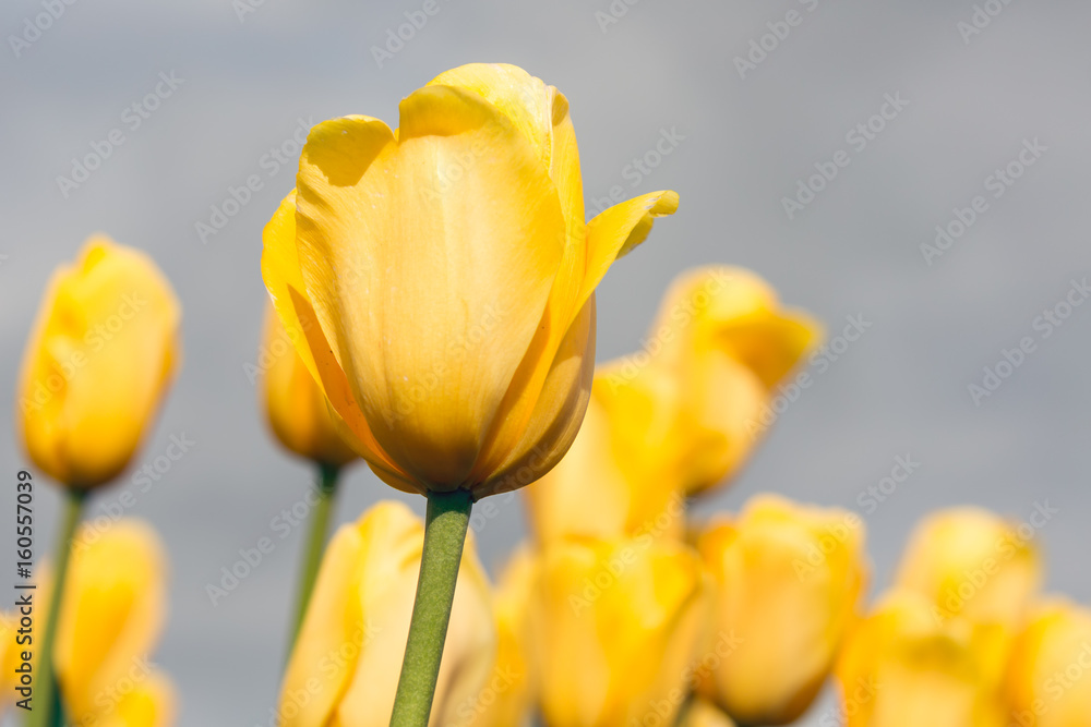 Close-up of yellow tulips photographed with selective focus Close-up of yellow tulips photographed with selective focus