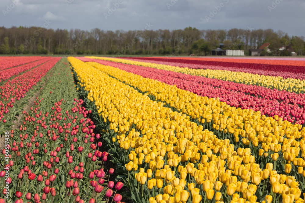 Dutch farmland with colorful tulip fields
