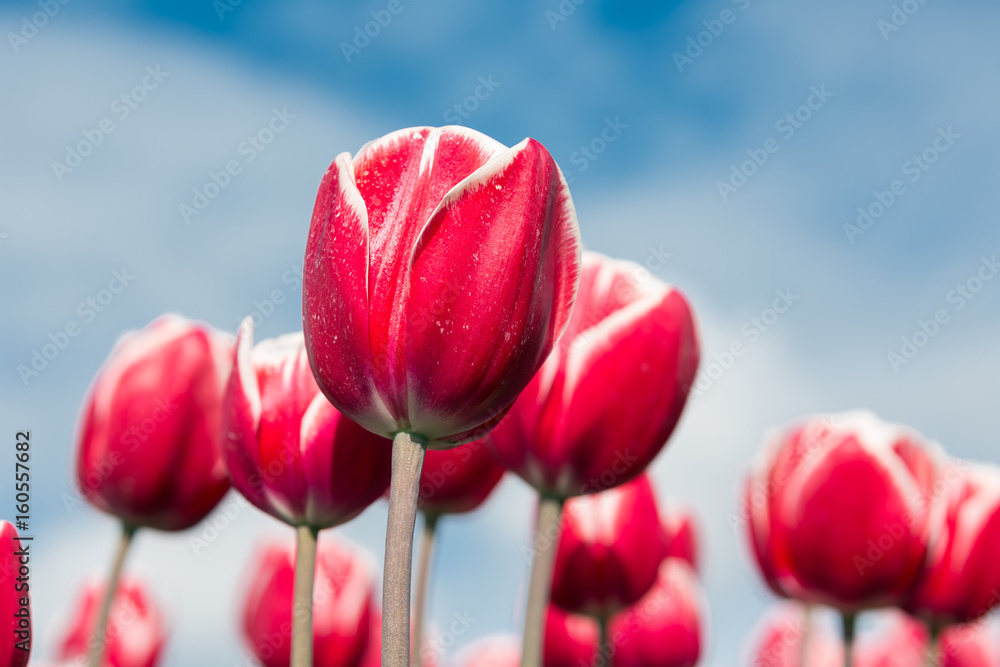Fototapeta premium Close-up of red tulips photographed with selective focus