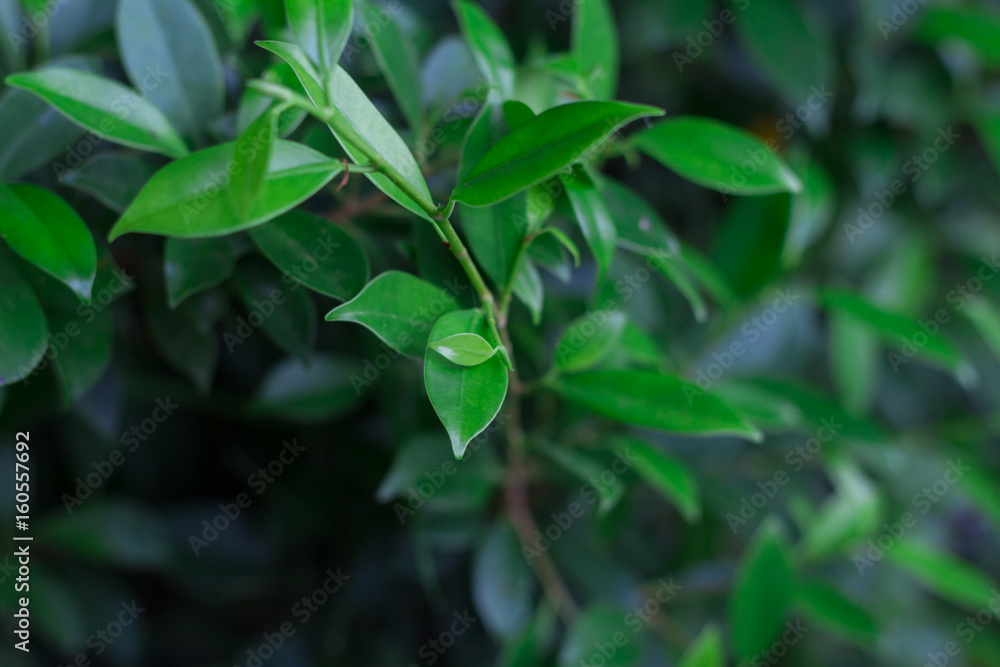 background of leaves green bush close up (low key, soft focus) background of leaves green bush close up (low key, soft focus)