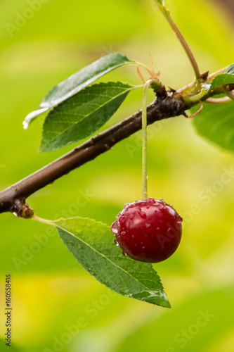 Ripe red organic sour cherries on the branch photo