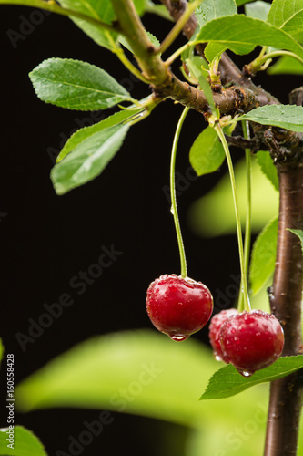 Ripe red organic sour cherries on the branch photo