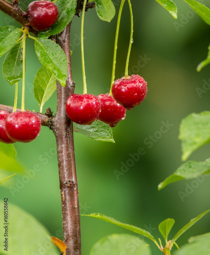 Ripe red organic sour cherries on the branch photo