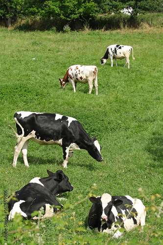 Vaches Prim Holstein et Pie rouge