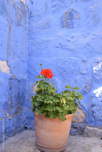 Fototapeta Naklejka Na Ścianę i Meble -  Géranium rouge dans courette bleue 