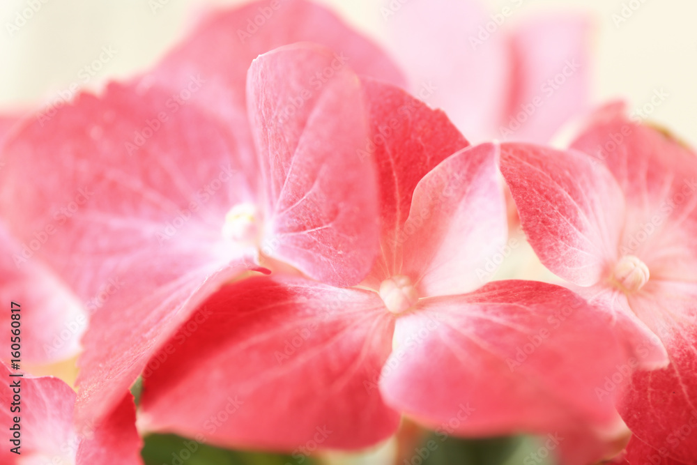 Beautiful pink hydrangea flowers, closeup