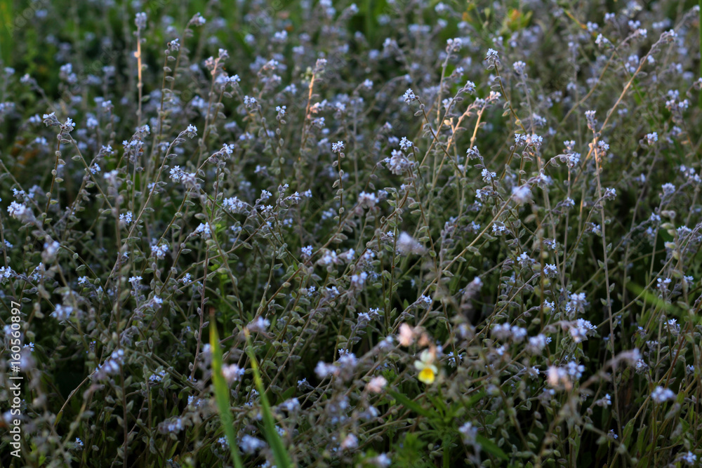 Grass with flowers. Summer background.
