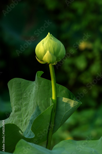 Green lotus flower with light.