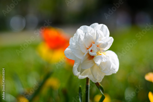 Beautiful single white flower in the park in spring
