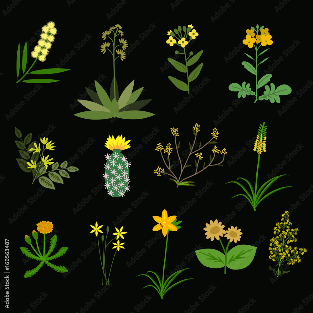 Yellow vector flowers Yellow vector flowers
