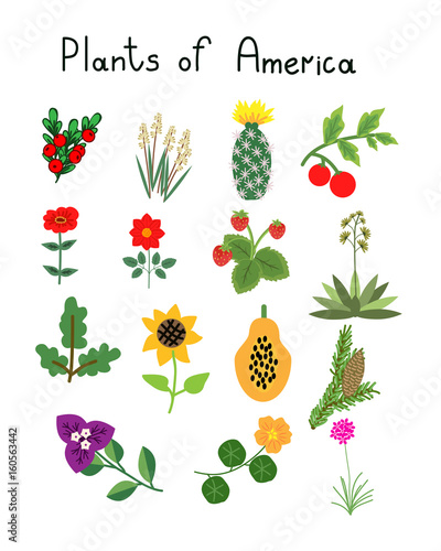 Fototapeta Naklejka Na Ścianę i Meble -  Plants of America