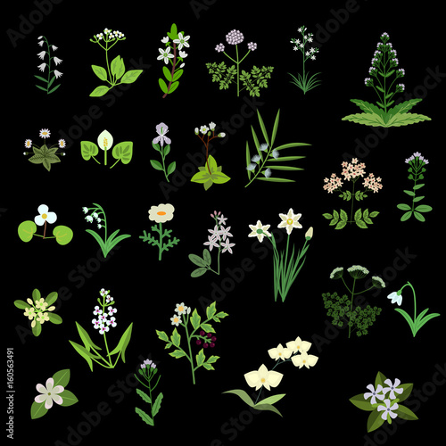 White vector flowers