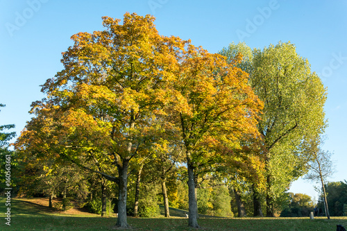 Colorful autumn trees in a park with blue sky