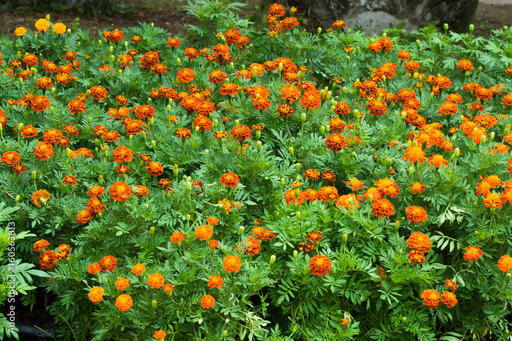 french marigolds flower