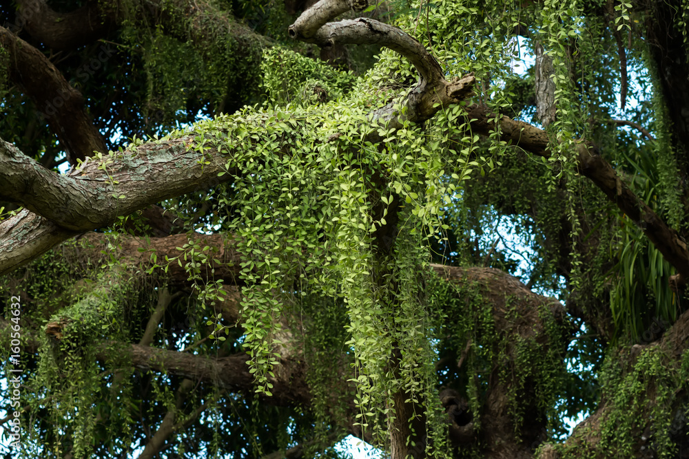 Fototapeta premium Dischidia nummularia Variegata on tree.