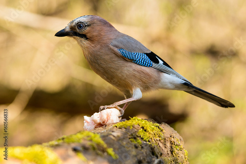 Jay spring sitting on a tree trunk