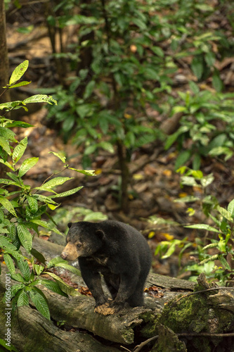 Picture of Sun bear at the Borneo Sun Bear Conservation Centre at Sepilok, Sabah, Malaysian Borneo © HAFIZULLAH