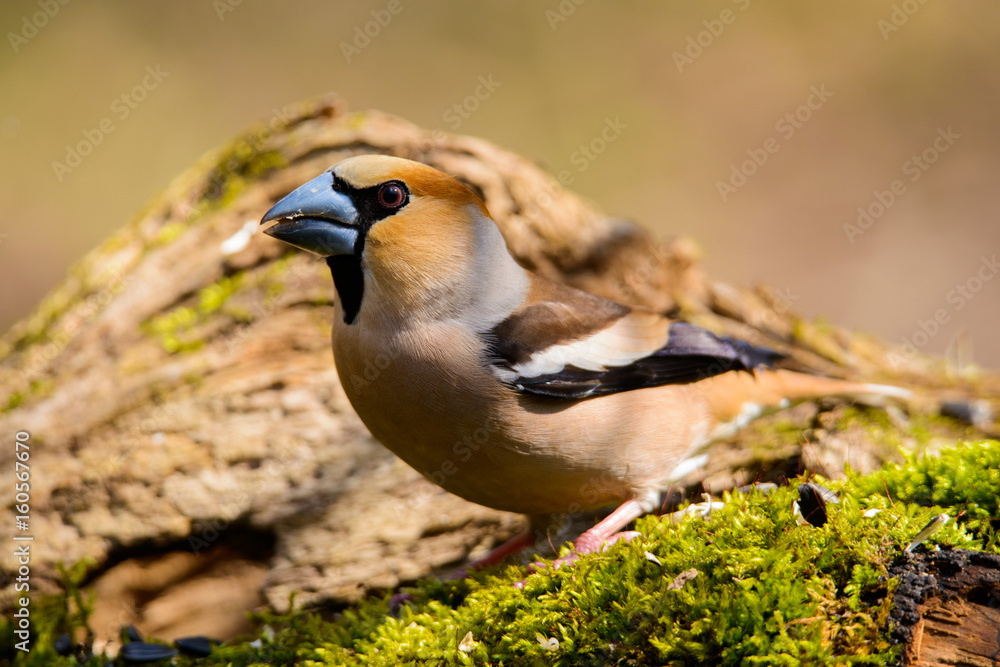 Obraz premium Grosbeak eats sunflower seeds