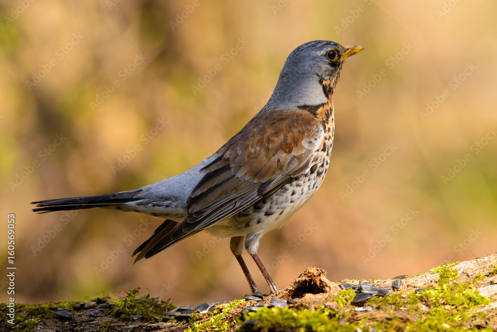 Fototapeta premium Song thrush walking on brown ground with grass and a green background.