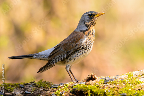 Song thrush walking on brown ground with grass and a green background.