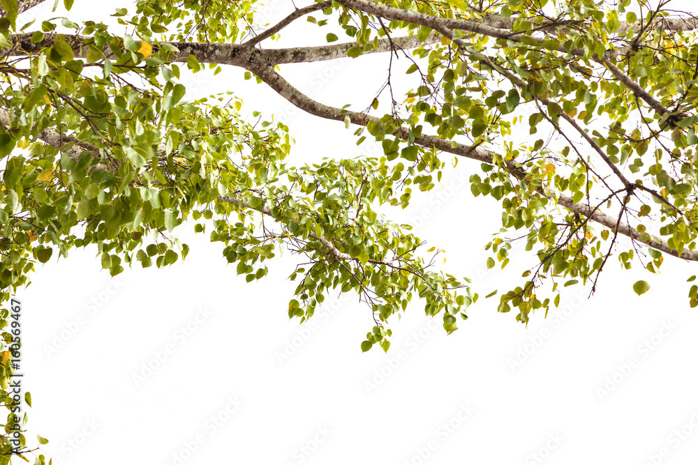 Natural green leaves frame on white background. Natural green leaves frame on white background.