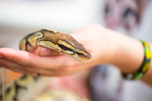 Yellow python snake on hand