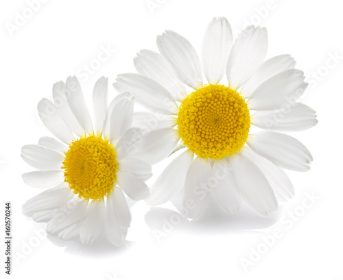 Beautiful chamomile flowers on white background