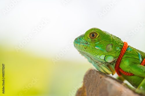 green chameleon on the rock