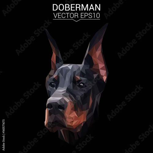 Doberman dog animal low poly design. Triangle vector illustration.