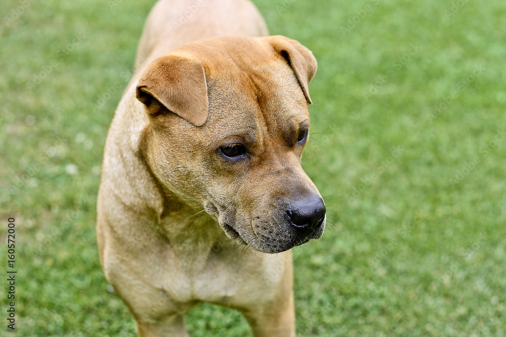 Brauner Hund steht auf einer Wiese Brauner Hund steht auf einer Wiese