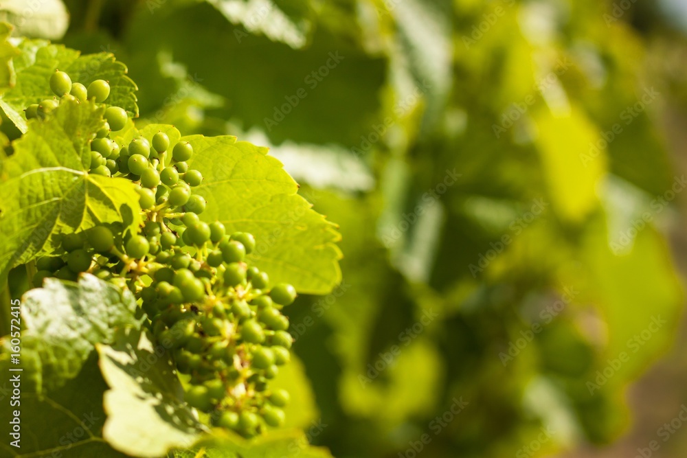 Summer morning on a vineyard in the Czech Republic. Vine growing. Summer morning on a vineyard in the Czech Republic. Vine growing.