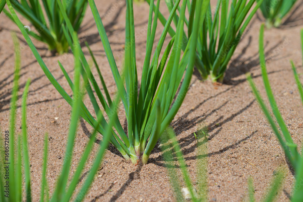 Obraz premium onion plantation in the vegetable garden, closeup